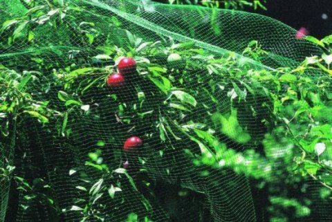 Siatka Ochronna na Ptaki 2m x 10m + 6 Szpilek Montażowych
