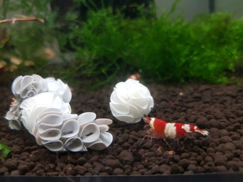 Baby Shrimp Shelters Czerwony 20 szt
