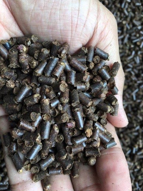 Tantora Cattapa King Stick 100g suplement z liści ketapangu