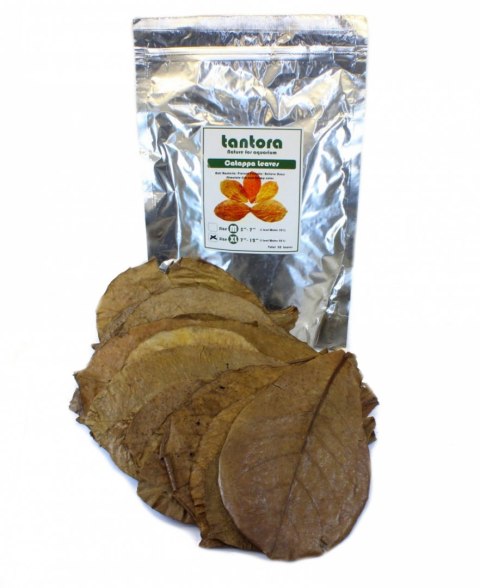 Tantora Cattapa Leaves Liście Ketapangu XL 50Szt.