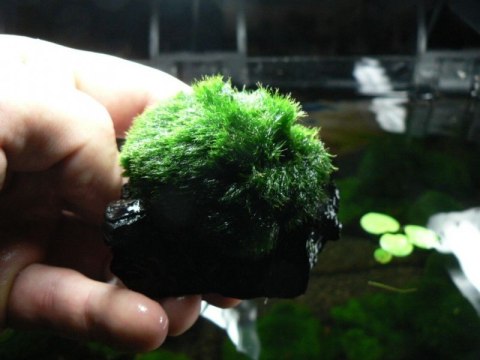 Gałęzatka Cladophora Na Lignicie 1szt