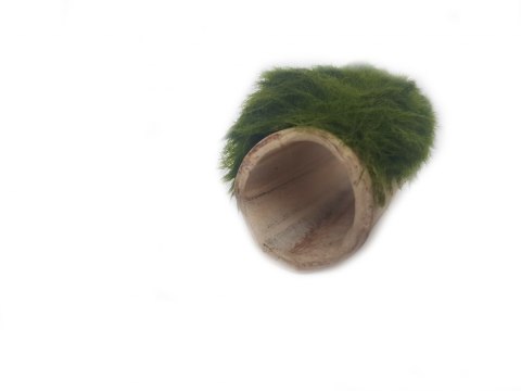 Gałęzatka Na Rurce A 50x15mm Naturalna Ozdoba