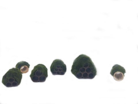 Gałęzatka Na Rurce A 50x15mm Naturalna Ozdoba