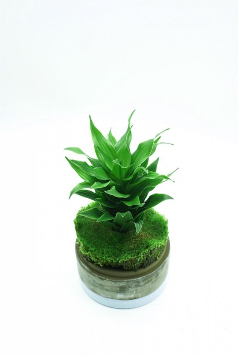 Yokuchi Tensui Mist 200ml Preparat do Zraszania Roślin Tropikalnych