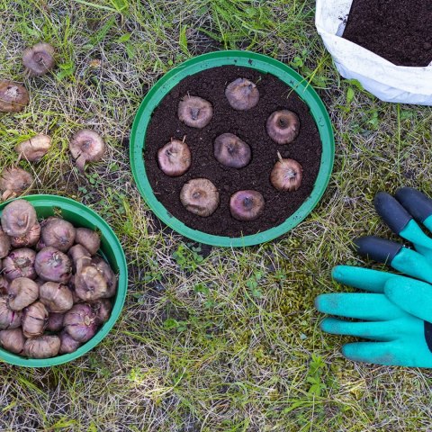 Koszyczek na Cebule Kwiatowe 23 cm