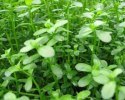 Bacopa Monnieri Drobnolistna PORCJA 10 sadzonek In vitro