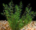 Bacopa Myriophyloides Okółkowa PORCJA 8 sadzonek In vitro