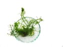 Bacopa Myriophyloides Okółkowa PORCJA 8 sadzonek In vitro