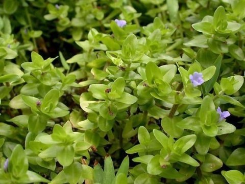 Bacopa Caroliniana Porcja 10 sadzonek In Vitro Piękna