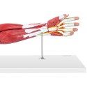 Model anatomiczny ramienia 3D w skali 1:1