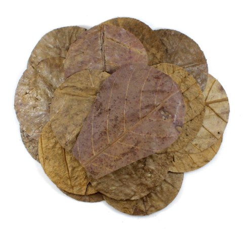 Tantora Cattapa Leaves Liście Ketapangu Nano 15Szt.
