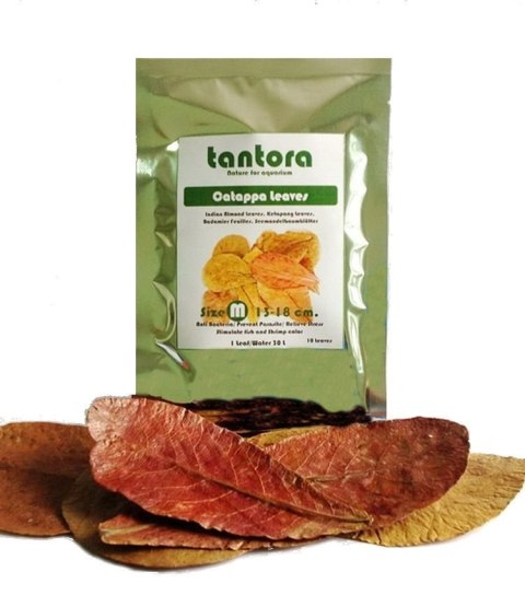 Tantora Cattapa Leaves Liście Ketapang M 10Szt.