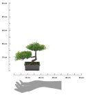 Sztuczne drzewko Bonsai 3 Roślina sztuczna bonsai w donicy wykonana z tworzywa sztucznego, o wymiarach 23x15x22 cm
