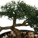 Drzewko bonsai w czarnej doniczce 23 cmSztuczna roślina w ceramicznej donicy, wykonana z tworzywa sztucznego, wysokość 23 cm