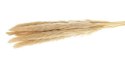 Trawa pampasowa kremowa 75 cm 6 szt Zestaw 6 szt gałązek suszonej trawy pampasowej w naturalnym, kremowym kolorze o długości 65-
