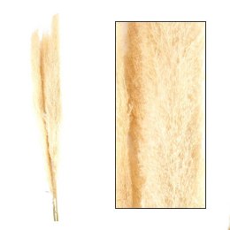 Trawa pampasowa Jaxx kremowa 160 cm Zestaw 3 szt gałązek suszonej trawy pampasowej w naturalnym, bielonym kolorze o długości 140