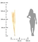 Trawa pampasowa Jaxx kremowa 160 cm Zestaw 3 szt gałązek suszonej trawy pampasowej w naturalnym, bielonym kolorze o długości 140