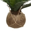 Sztuczna palma w doniczce z kokosaSztuczna palma w doniczce z łupin kokosa, z możliwością podwieszenia. Dekoracja do domu, na ba