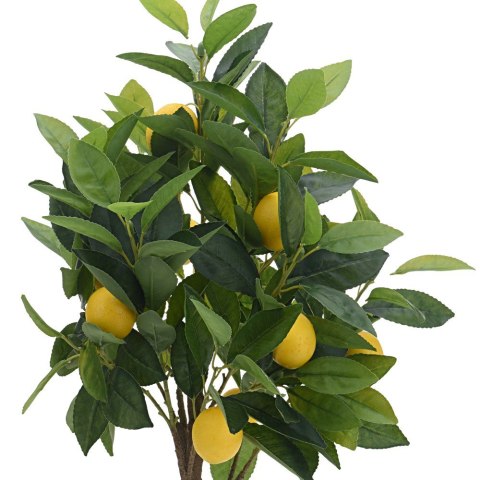 Cytrusowe drzewko w donicy 70 cm