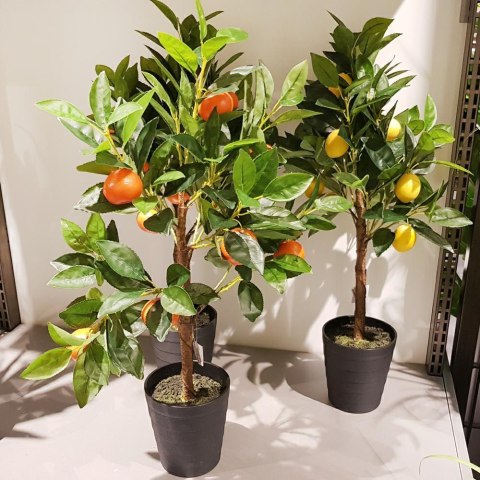 Cytrusowe drzewko w donicy 70 cm