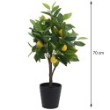 Cytrusowe drzewko w donicy 70 cm
