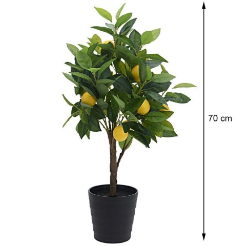 Cytrusowe drzewko w donicy 70 cm