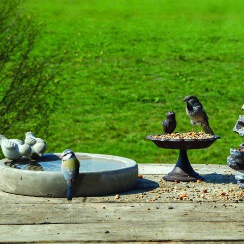 Betonowe poidło dla ptaków