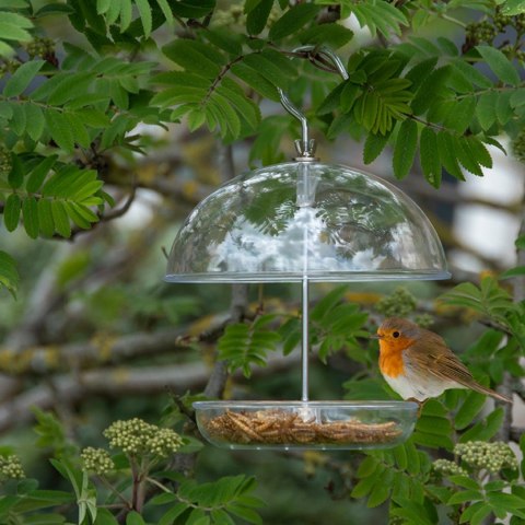 Transparentny karmnik na ziarno wiszący