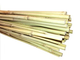 Bambus Tyczka bambusowa 120 cm (12-14 mm) x25szt