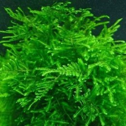 Mech China Moss Kubek 5cm In Vitro Piękny