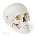 Model anatomiczny ludzkiej czaszki w skali 1:1 + Zęby 3 szt.