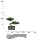 Sztuczne drzewko Bonsai 2 Roślina sztuczna bonsai w donicy wykonana z tworzywa sztucznego, o wymiarach 23x15x22 cm