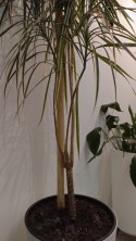Tyczka podpora drewniana do roślin 5 szt - 60 cm