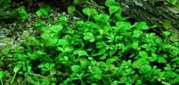 Marsilea Crenata Kubek 5cm in vitro Piękna