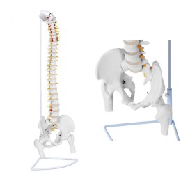 Model anatomiczny ludzkiego kręgosłupa z miednicą męską 86 cm