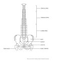 Model anatomiczny ludzkiego kręgosłupa z miednicą męską 86 cm