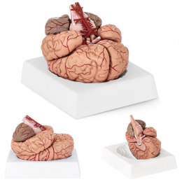 Model anatomiczny ludzkiego mózgu 9 elementów w skali 1:1