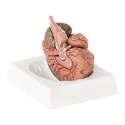Model anatomiczny ludzkiego mózgu 9 elementów w skali 1:1