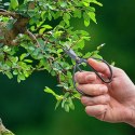 Nożyce ogrodnicze do bonsai