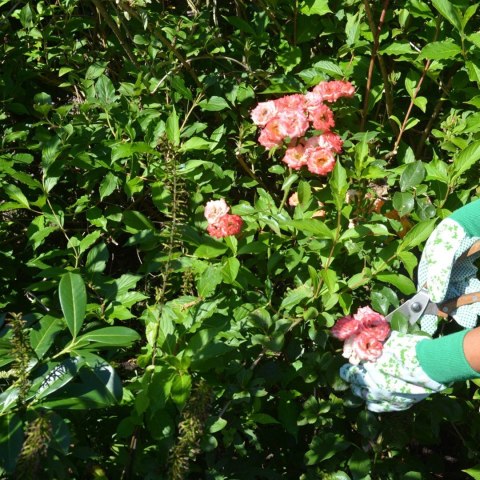 Rękawice ogrodowe z różami błękit