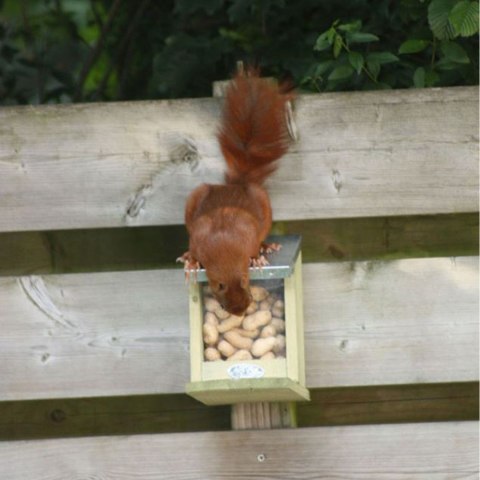 Karmnik dla wiewiórek