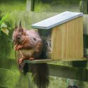 Karmnik dla wiewiórek