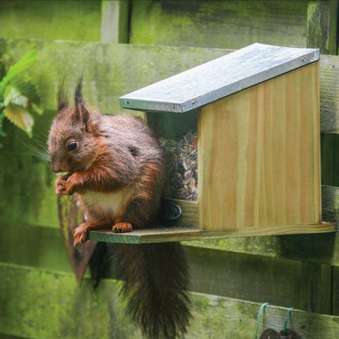 Karmnik dla wiewiórek