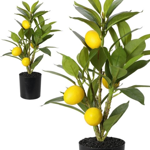 Cytrusowe drzewko w donicy 36 cm