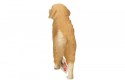 Golden retrieve r, suczka