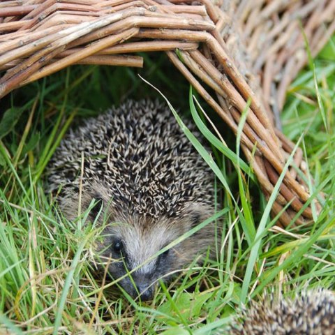 Domek dla jeża wiklinowy