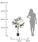 Oliwne drzewko w donicy duże 120 cm