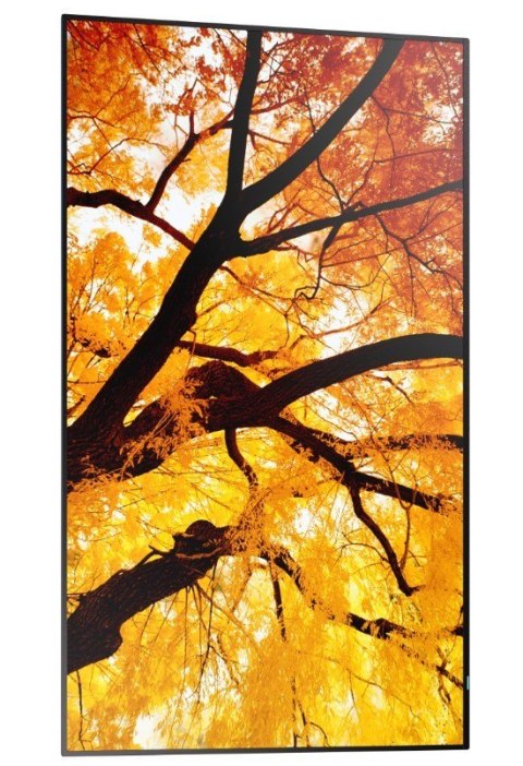 Monitor wielkoformatowy MultiSync M502 50 cali 550cd/m2 24/7