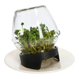 Kiełkownica słoikowa Twist-off+5 nasion (745753)