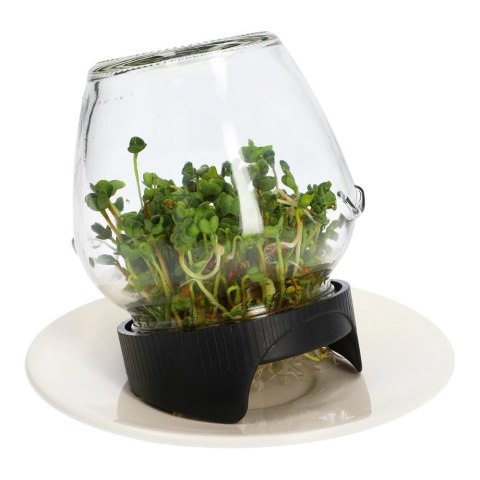 Kiełkownica słoikowa Twist-off+5 nasion (745753)